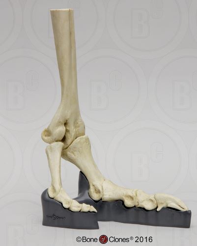 ostrich foot